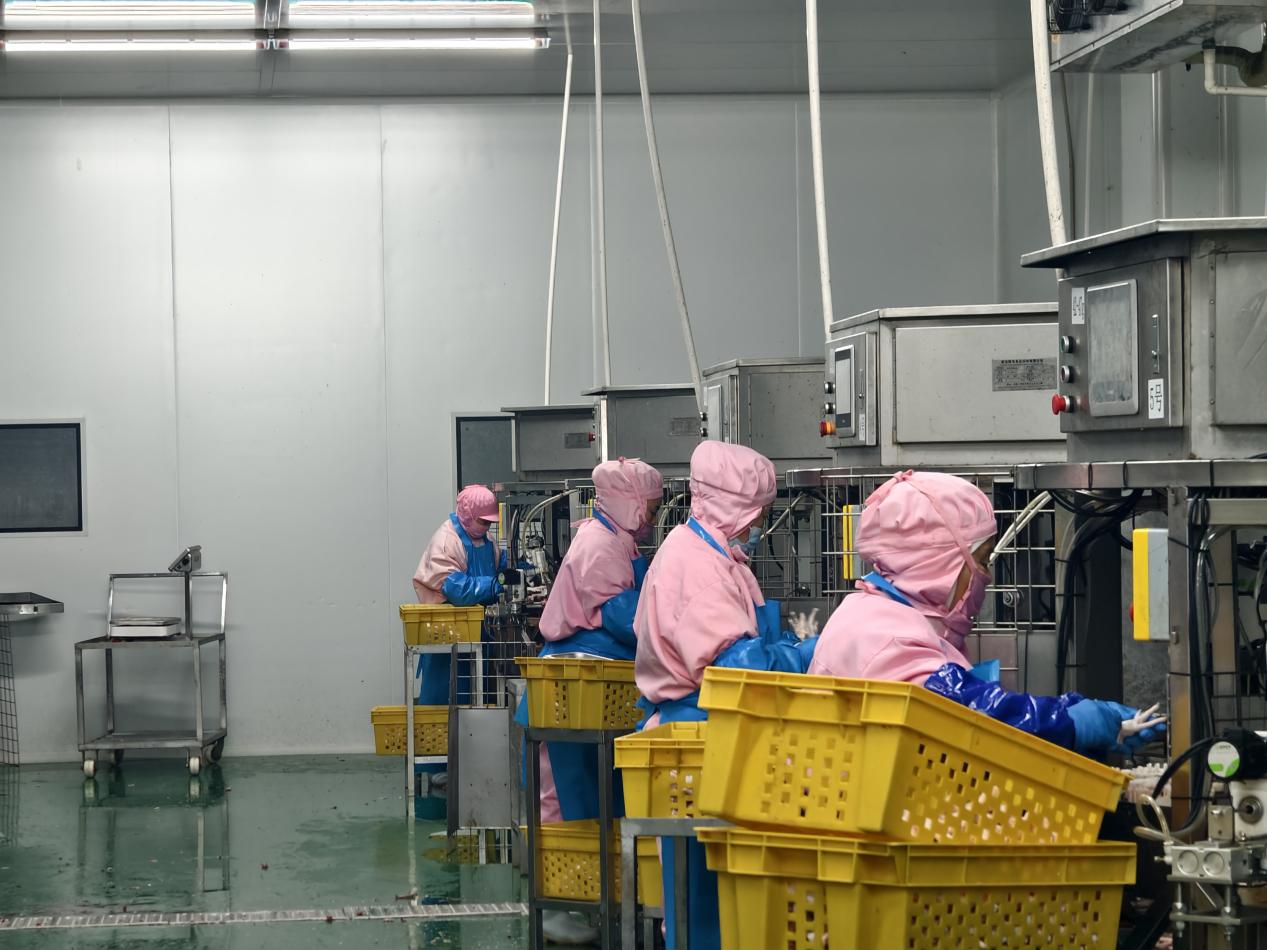 工人们身穿无菌防护服，操作着脱骨设备。崇兴食品厂供图