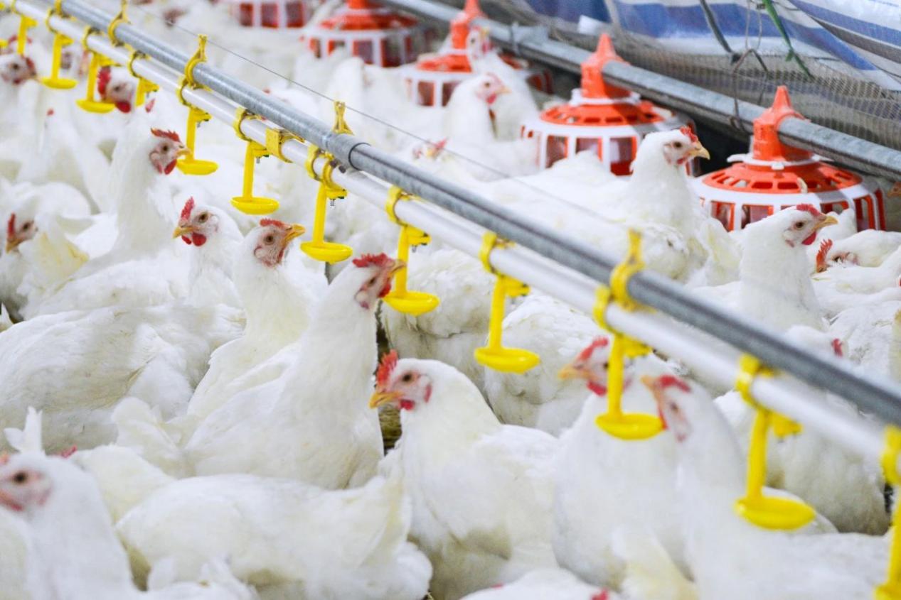 国内第一个拥有自主知识产权的白羽肉鸡配套系“圣泽901”原种鸡。圣农集团供图