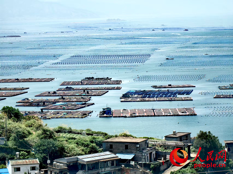 连江鲍鱼约占全国总量的三分之一。人民网 叶青卿摄