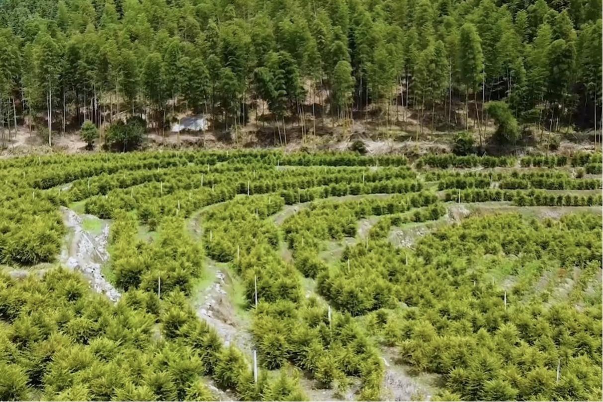 人工培植的红豆杉。明溪县融媒体中心供图