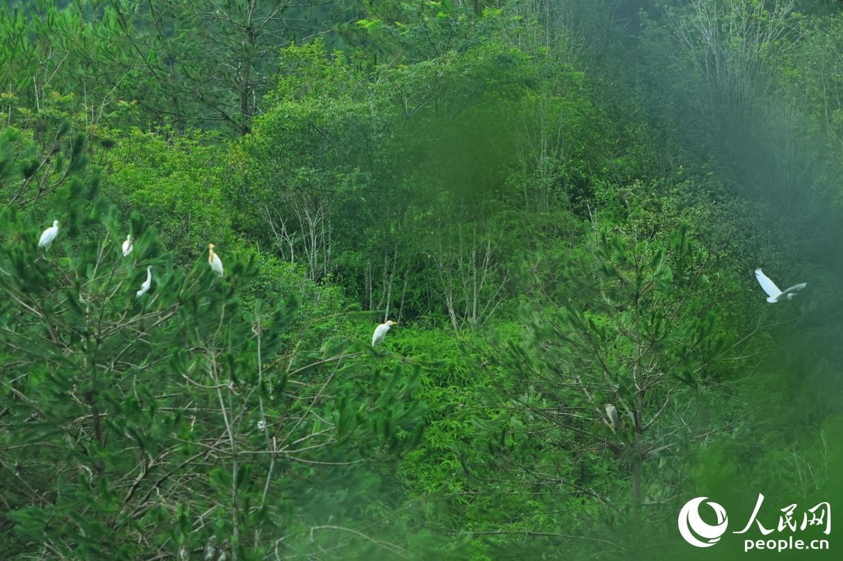 宁化密林吸引白鹭“眷顾”。人民网 李昌乾摄
