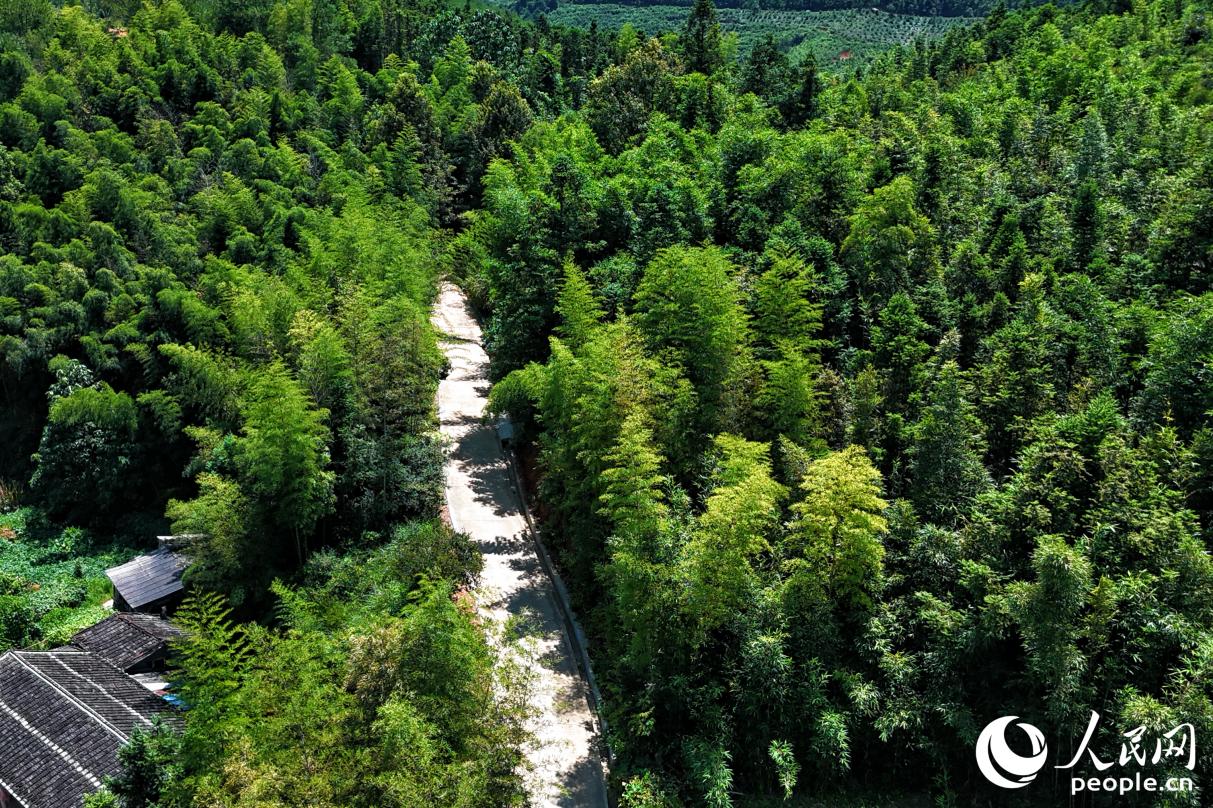 焕然一新的村道直穿尤溪山林。人民网 李唯一摄