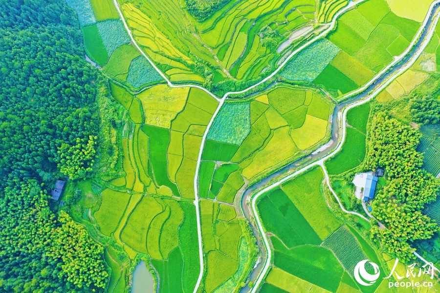 宁化的贡米沃野美得像幅画。人民网 李唯一摄