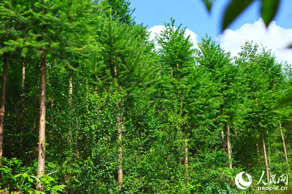 在清流县，林农们可以在“一片林地”上，种出“三份收入”。人民网 李昌乾摄