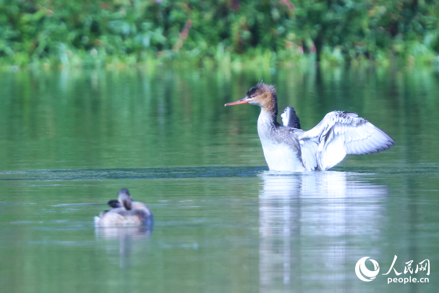 红胸秋沙鸭在水面展翅。人民网记者 陈博摄