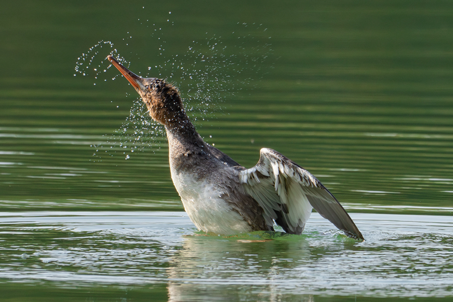 红胸秋沙鸭立起身体,扭动头颈甩出水珠。周志强摄